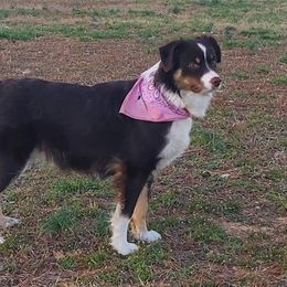 Vanjie - Australian Shepherd