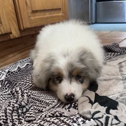 Australian Shepherd and German Shorthaired Pointer Puppies from Flynbee Farm