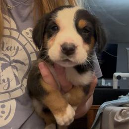 Yellow Girl - Black, white and red female Greater Swiss Mountain Dog puppy in Lower Burrell, Pennsylvania from Polyanna’s GSMD