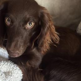 Dachshunds from Kristy Kalinowski