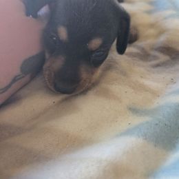 Girl 1 - Black and tan female Dachshund puppy in Klamath Falls, Oregon from Real Tea Mini Dachshunds