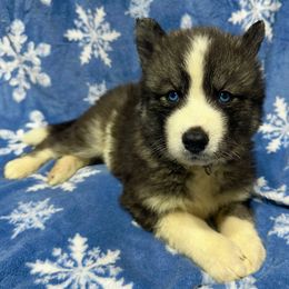 AKC Kevin - Black and white male Siberian Husky puppy in Centreville, Maryland from Huskies By the Bay