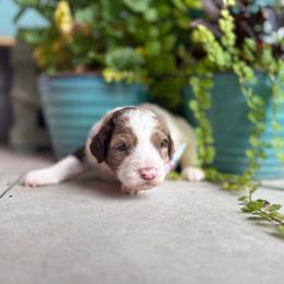 Waffle - Parti male Goldendoodle puppy in Camden, North Carolina from Oopsie Doodles of NC