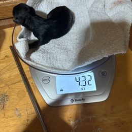 Allie - Black and gold female Yorkshire Terrier puppy in Phoenix, Arizona from Coursey’s Yorkies