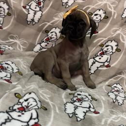 Ruby - Red fawn female Bullmastiff puppy in South Attleboro, Massachusetts from Bessettes Bullies