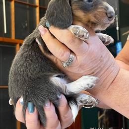 Dachshund Puppies from A&R Dachshund