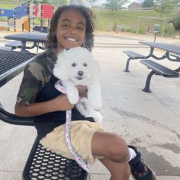 Poodle Puppies from Teacup & Toy Poodles