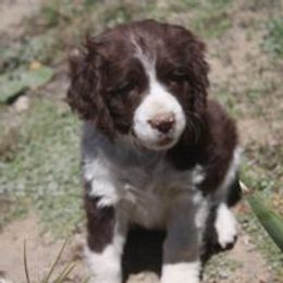 English Springer Spaniel and Poodle Puppies from Haskeez