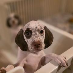 Lumi - White and fawn female Braque du Bourbonnais puppy in Deer Lodge, Tennessee from Steady Wind Braque du Bourbonnais Pointers