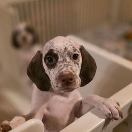 Lumi - White and fawn female Braque du Bourbonnais puppy in Deer Lodge, Tennessee from Steady Wind Braque du Bourbonnais Pointers