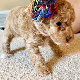 Poodle Puppies from Pet Guardian Smart Kennels, LLC