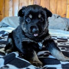 Purple girl - Kukka - Black and tan female Lapponian Herder puppy in Prattsburgh, New York from Maalattu Koirankoppi Lapponian Herders