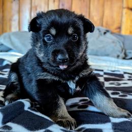 Purple girl - Kukka - Black and tan female Lapponian Herder puppy in Prattsburgh, New York from Maalattu Koirankoppi Lapponian Herders