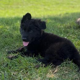 All black - Black male German Shepherd puppy in Osco, Illinois from Sonnenhügel Kennel, LLC