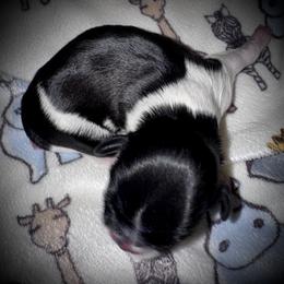 Boy 1 - male Shih Tzu puppy in North Central Oregon, Oregon from T-Amore Shih Tzu