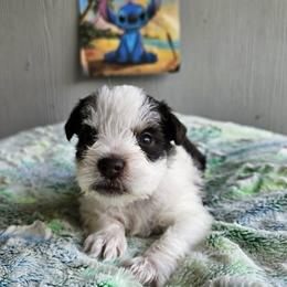 Miniature Schnauzer puppies from Raisin' the Woof Schnauzers