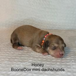 Honey - Cream female Dachshund puppy in Lexington, Oklahoma from BooneDox Miniature Dachshunds