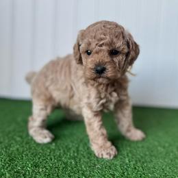 Miss yellow collar - Cream female Poodle puppy in Springtown, Texas from North Texas Puppies