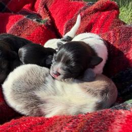 Gizmo - Black parti male Pomeranian puppy in Grand Junction, Colorado from Royal Paws Of Colorado