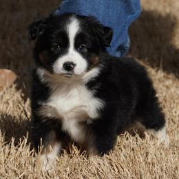 Black Tri Male - Black tri male Miniature Australian Shepherd puppy in Lawton, Oklahoma from Lindsey’s Aussies