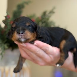 Savy - Tri-color female Cavapoo puppy in Yuciapa, California from AlltheDoodlez_