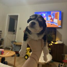 Amour - Black and white male Pomsky puppy in Harrington, Delaware from Nini Sunflowers