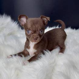 Hershey - Chocolate and white female Chihuahua puppy in Simpsonville, South Carolina from N&T's Chihuahuas