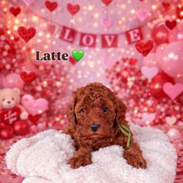 Latte - Red  male Poodle puppy in Modesto, California from Oso’s Red Toy, Mini, & Standard Poodles