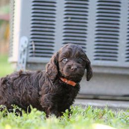 Cockapoo Puppies from JP Cockapoos LLC