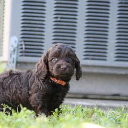 Cockapoo Puppies from JP Cockapoos LLC
