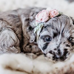 Goldendoodle Puppies from Emma Doodles