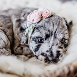 Goldendoodle Puppies from Emma Doodles