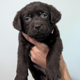 Maple - Chocolate female Labrador Retriever puppy in Lithonia, Georgia from Marmolejos Labs