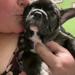 French Bulldog and Pomeranian Puppies from Legendary French Bulldogs