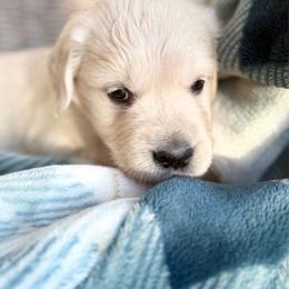 Blackjack - Light golden male Golden Retriever puppy in Watkins, Colorado from Brightside Goldens