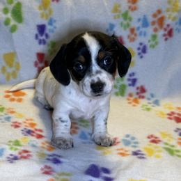 Oreo - Piebald male Dachshund puppy in Henrico, Virginia from All About Pets