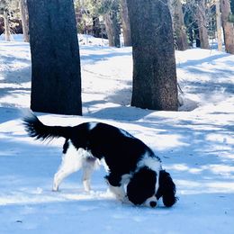 Cavalier King Charles Spaniel Puppies from SoCalCavaliers