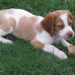 Brittanys, French Brittanys, and Labrador Retrievers from Wolf River Kennels