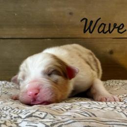Wave - Red merle male Australian Shepherd puppy in Kearney, Nebraska from Helix Aussies