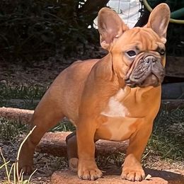 French Bulldogs from Konnenstoltz Rottweilers and KSB Bully’s