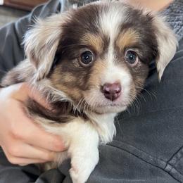 Doc Holliday - Toy Australian Shepherd puppy from Klenke Toy Aussies