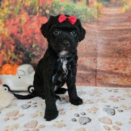 Sadie - Black and white female Aussiedoodle puppy in Lebanon, Missouri from Perkins Pups