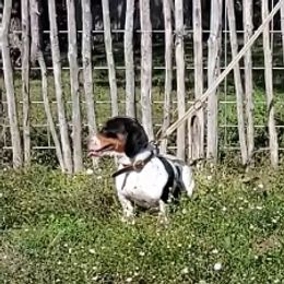 Maverick - Dachshund