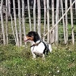 Maverick - Dachshund