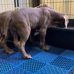 American Bully Puppies from TEXAS BULLY FAMILY