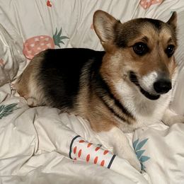 Pembroke Welsh Corgis from OhanaCorgis LLC