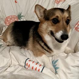Pembroke Welsh Corgis from OhanaCorgis LLC