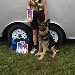 Badger - German Shepherd