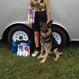 Badger - German Shepherd