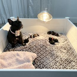 French Bulldog All Grown Up from Frenchie & Co.